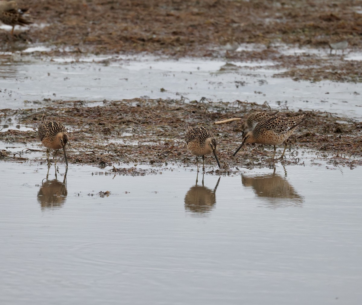 Short-billed Dowitcher - ML619011111