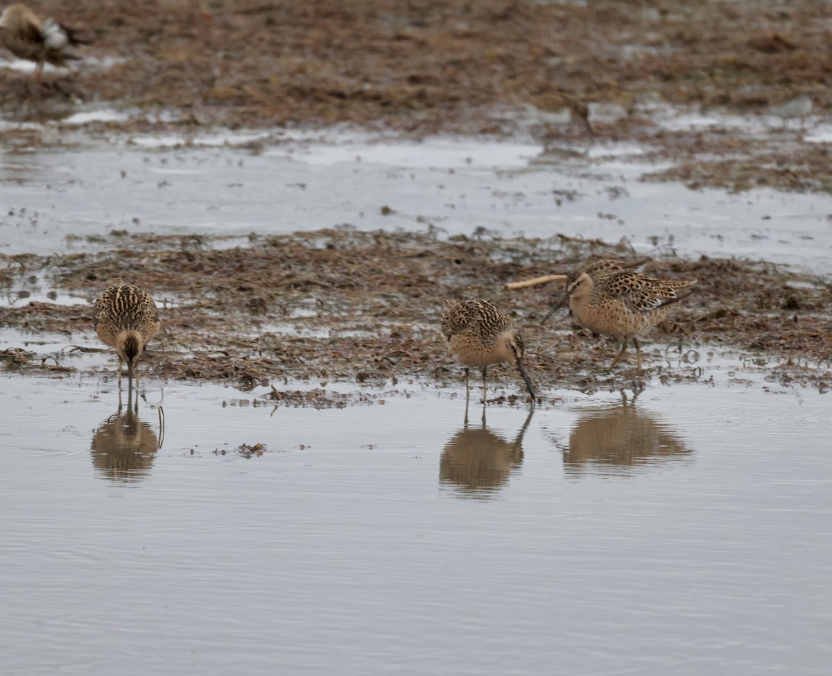 Short-billed Dowitcher - ML619011112