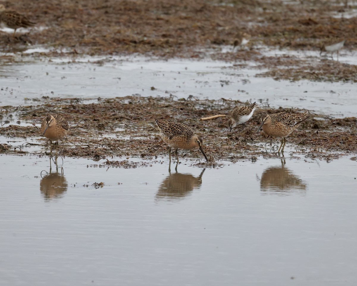 Short-billed Dowitcher - ML619011113