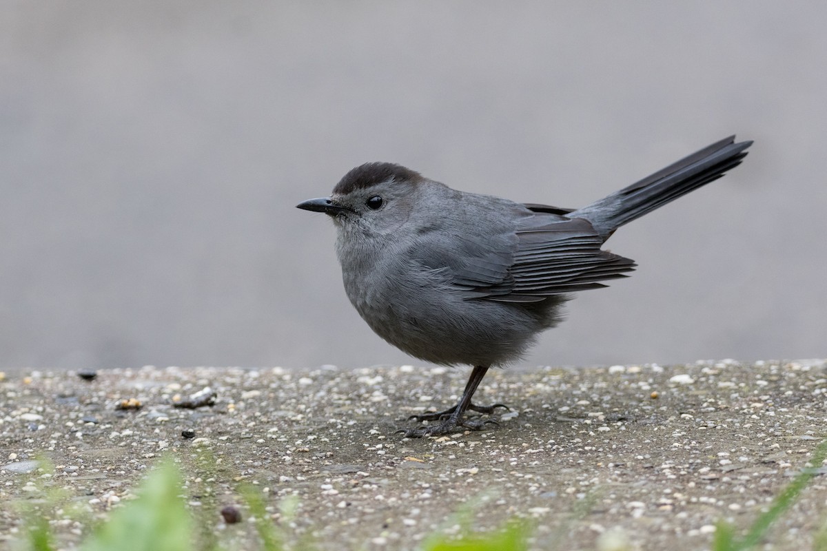 Pájaro Gato Gris - ML619011122