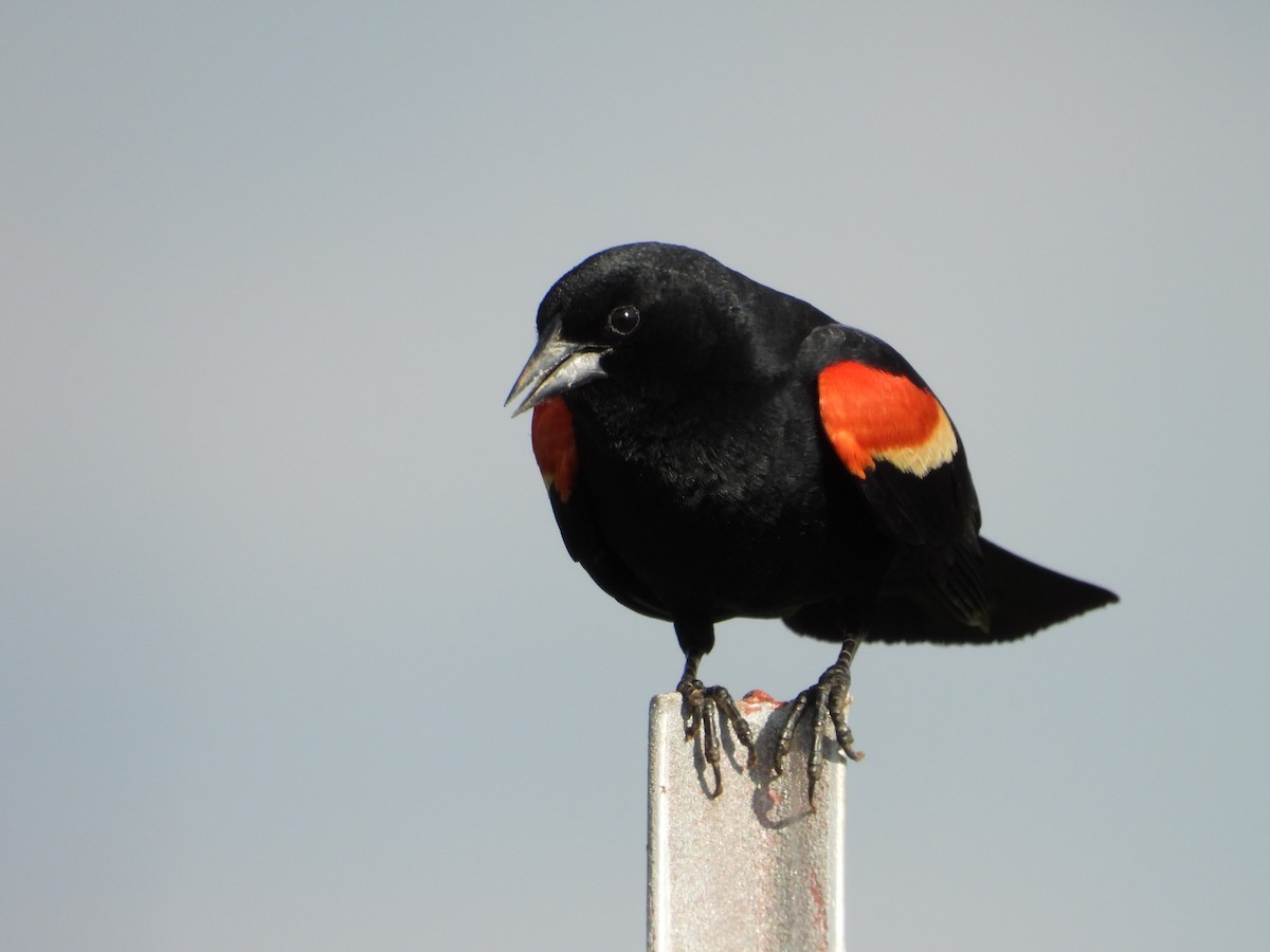 Red-winged Blackbird - Adrianh Martinez-Orozco