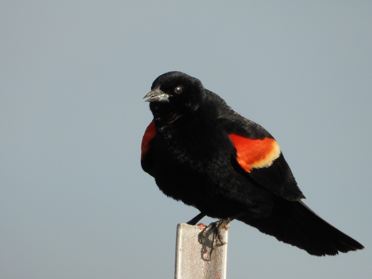Red-winged Blackbird - Adrianh Martinez-Orozco