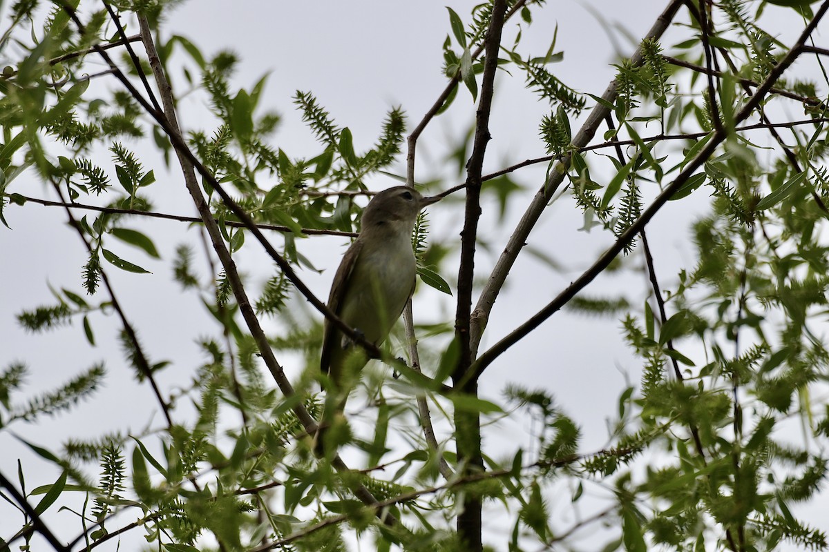 Warbling Vireo - Lee Payne