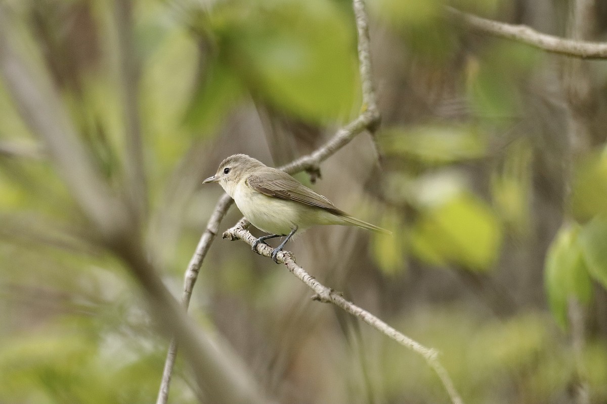 Warbling Vireo - Lee Payne