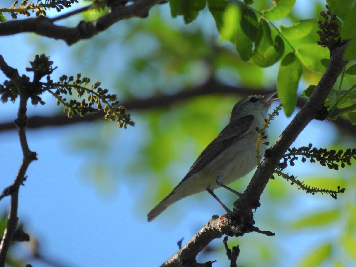 Tennessee Warbler - ML619011170