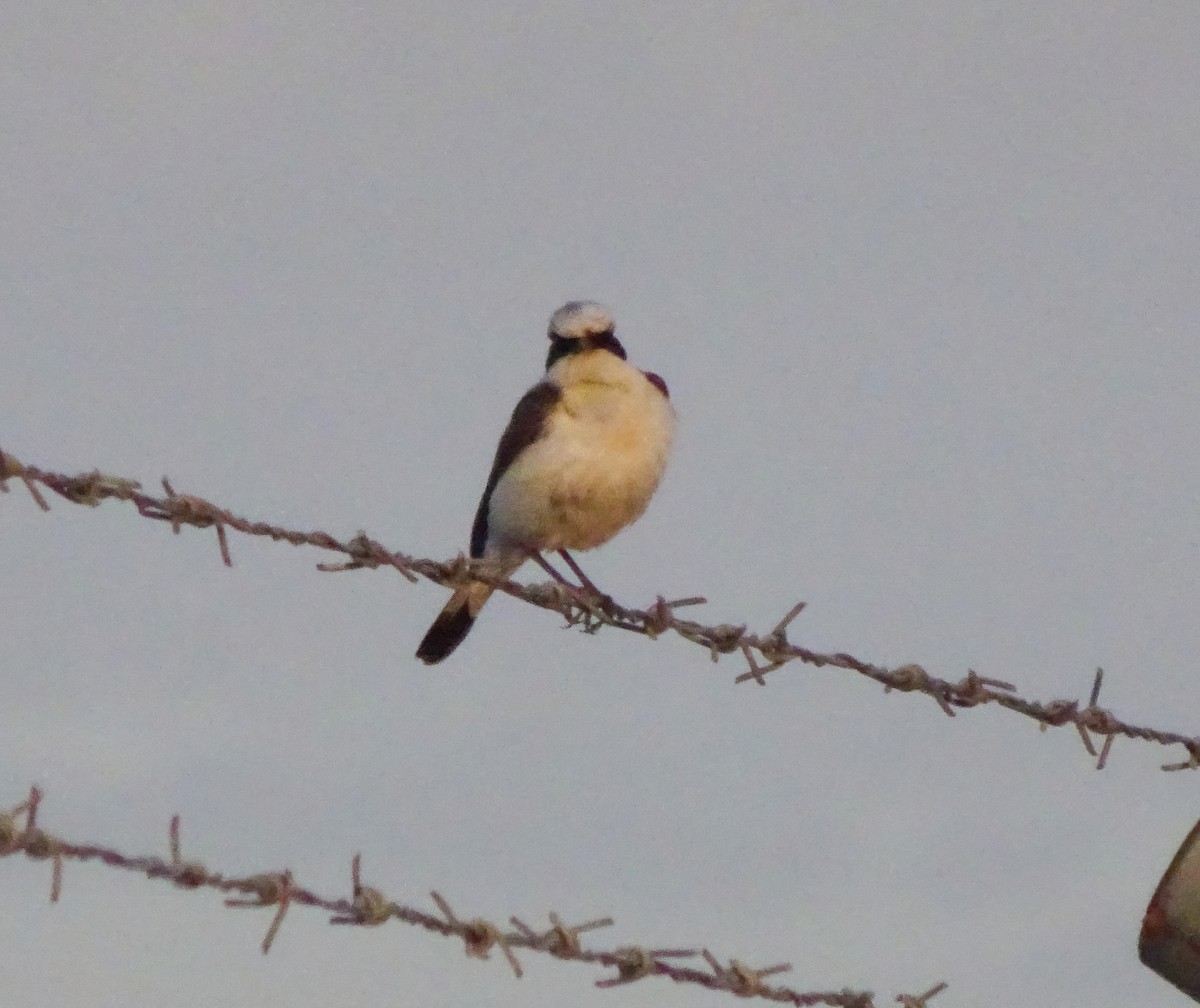 Eastern Black-eared Wheatear - Kevin Pearce