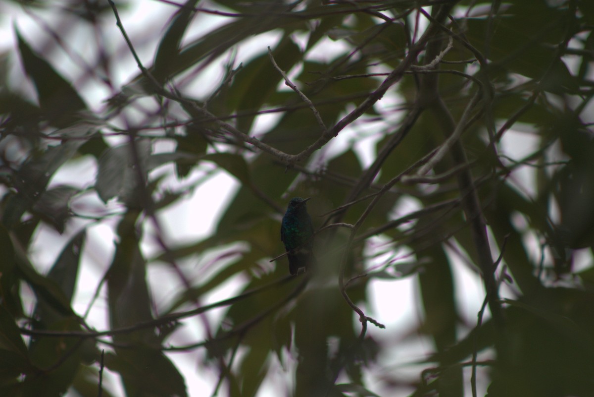 Blue-tailed Emerald - Jannier Ponare