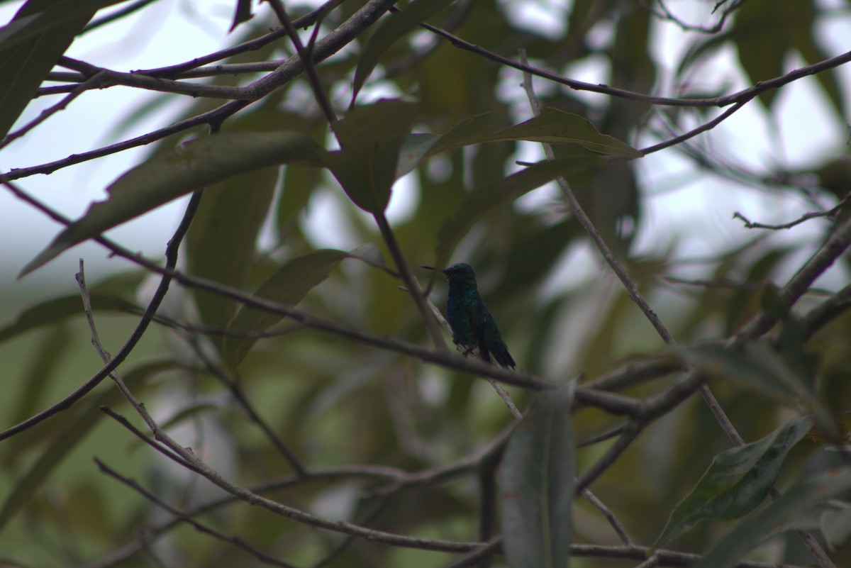 Blue-tailed Emerald - Jannier Ponare