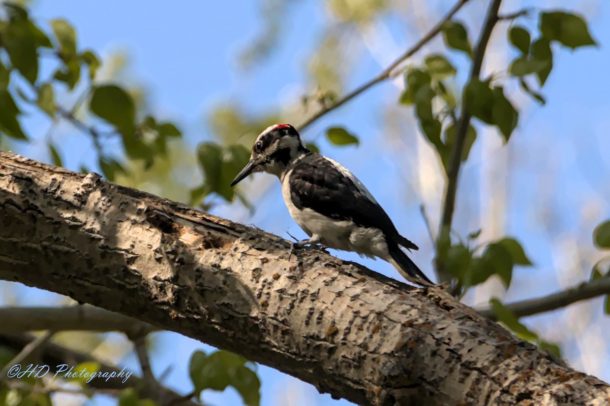Hairy Woodpecker (Pacific) - Hugues Debeyser