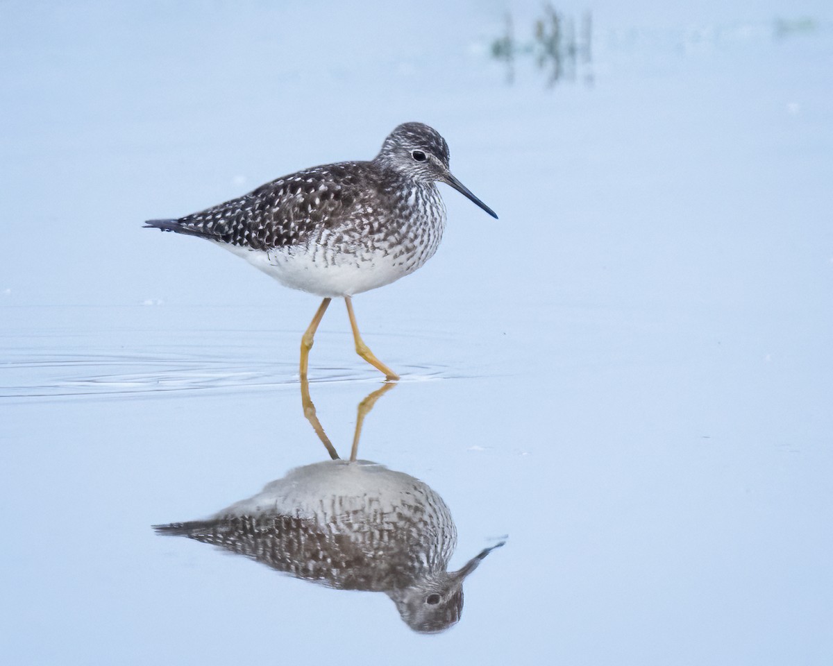 Lesser Yellowlegs - Sue Cook