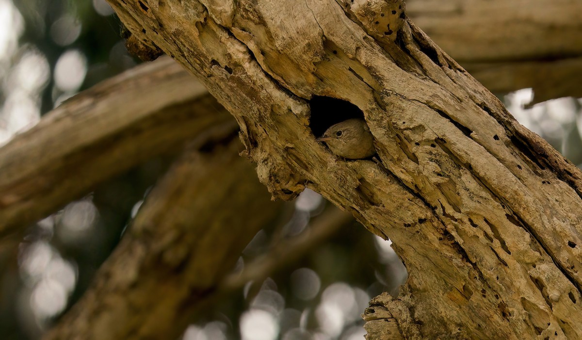 House Wren - Jane Mygatt