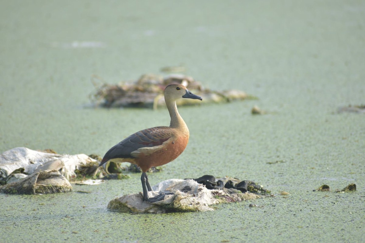 Lesser Whistling-Duck - ML619011241