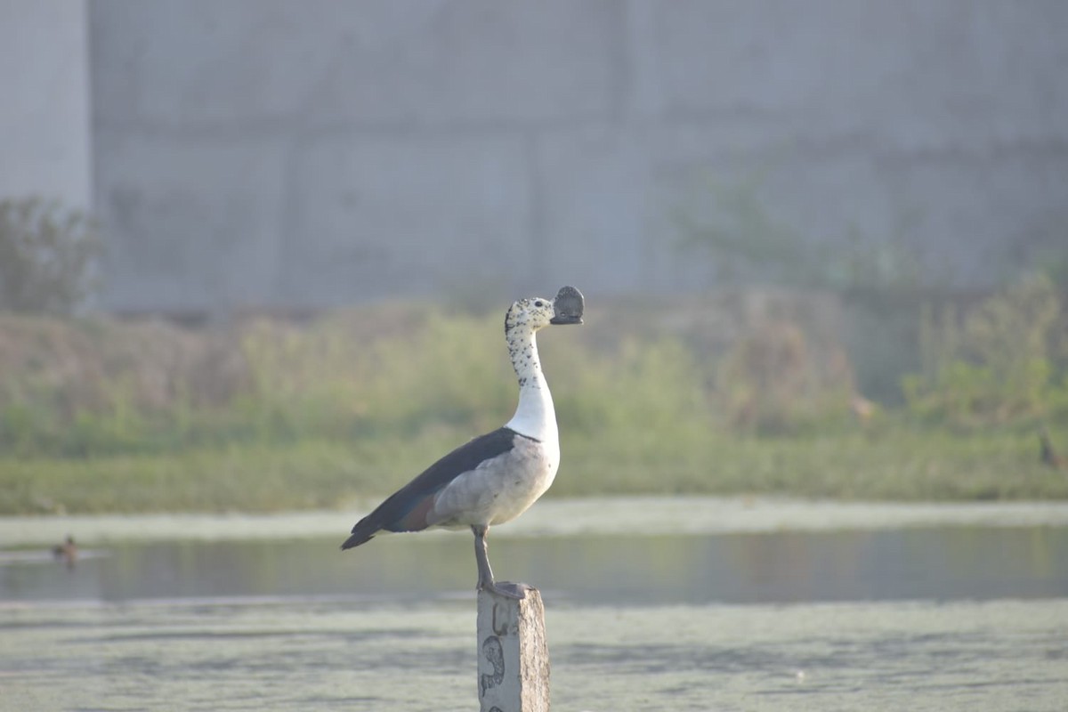 Knob-billed Duck - ML619011255