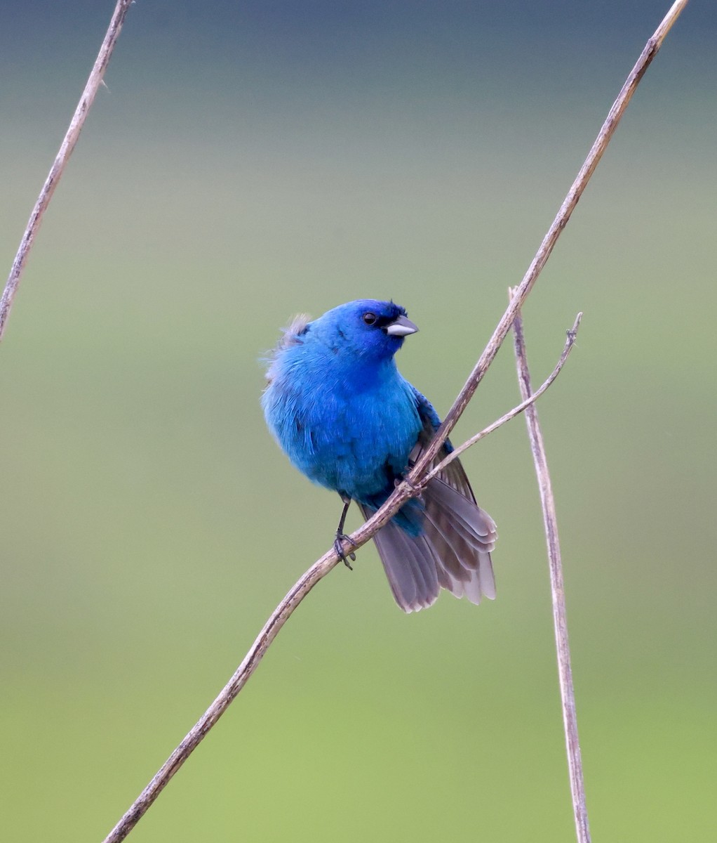 Indigo Bunting - ML619011388