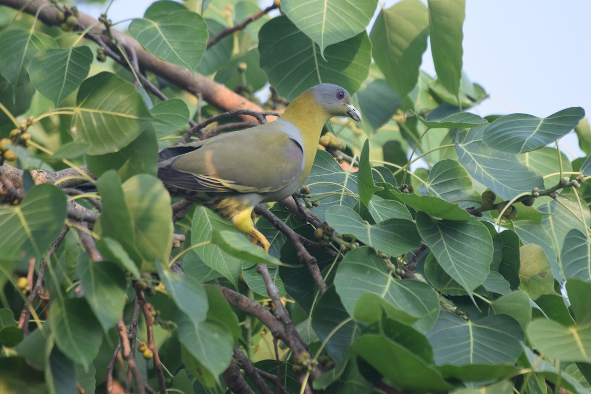 Yellow-footed Green-Pigeon - ML619011420