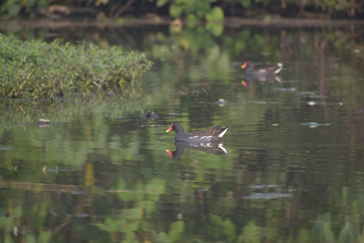 Eurasian Moorhen - ML619011446