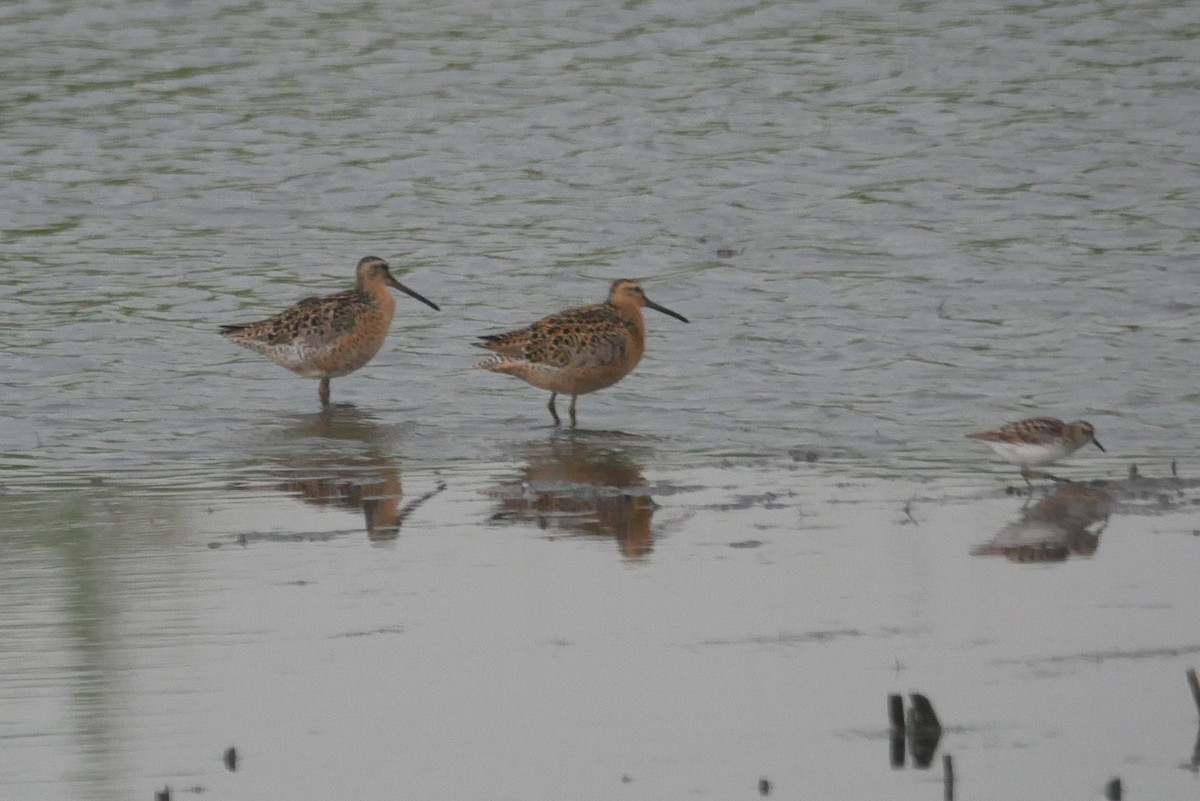 kortnebbekkasinsnipe - ML619011448