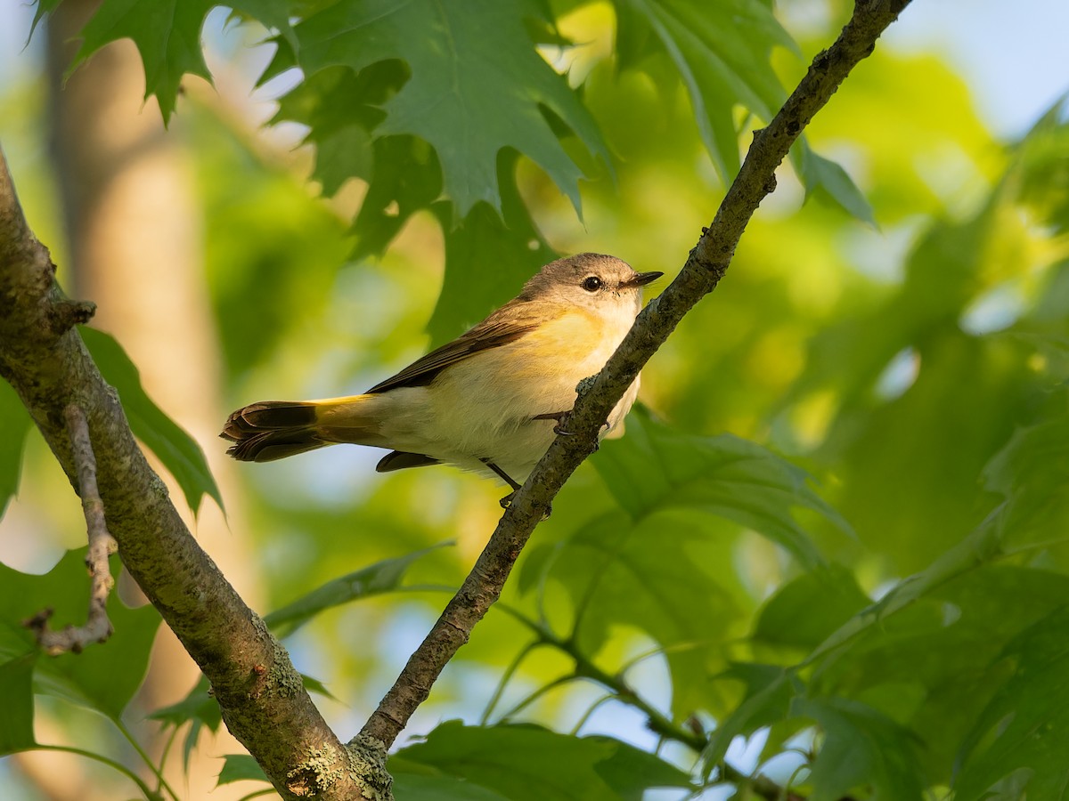 American Redstart - Lee Proctor