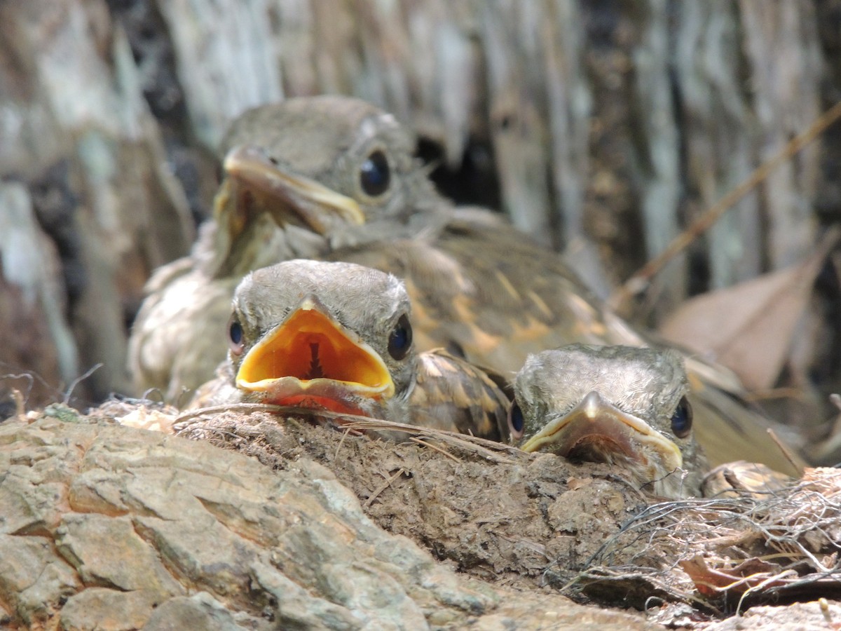 Pale-breasted Thrush - ML619011465