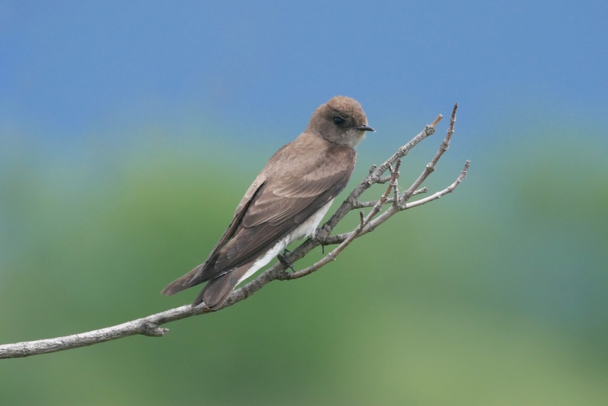 Northern Rough-winged Swallow - Sandeep Biswas