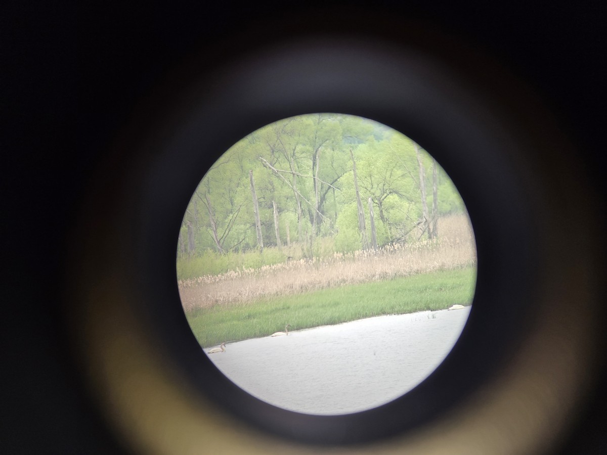 Trumpeter/Tundra Swan - Jan Axelson