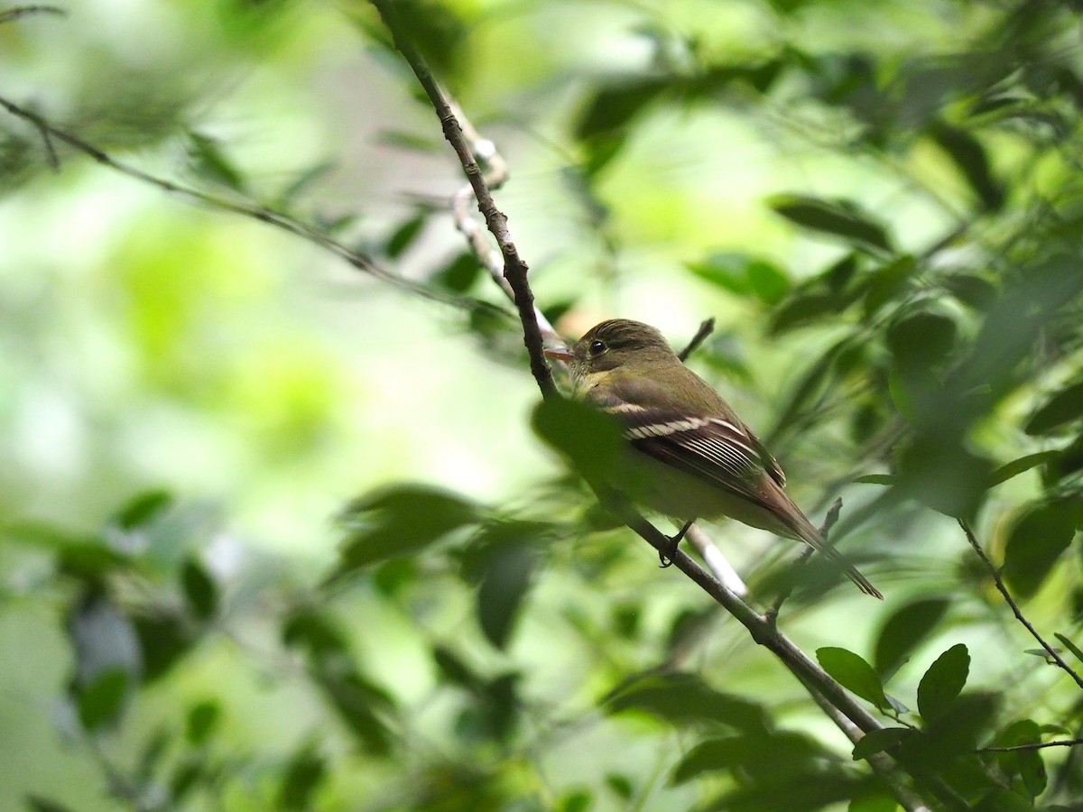 Acadian Flycatcher - ML619011491