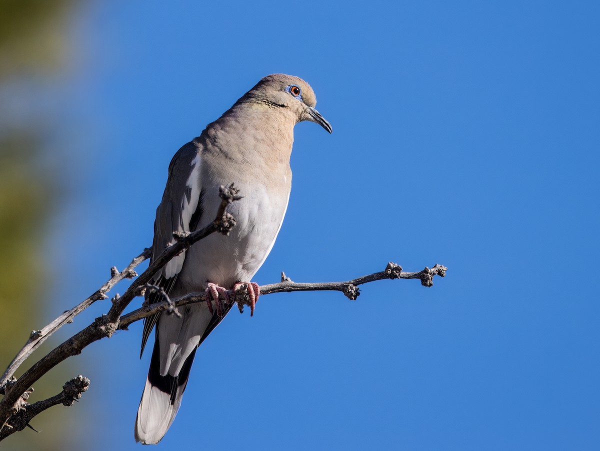 White-winged Dove - ML619011493