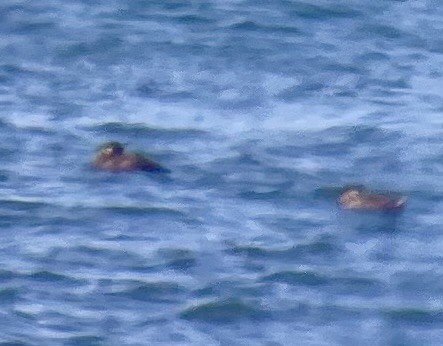 Rhinoceros Auklet - Pam Bruns & Ken Smith