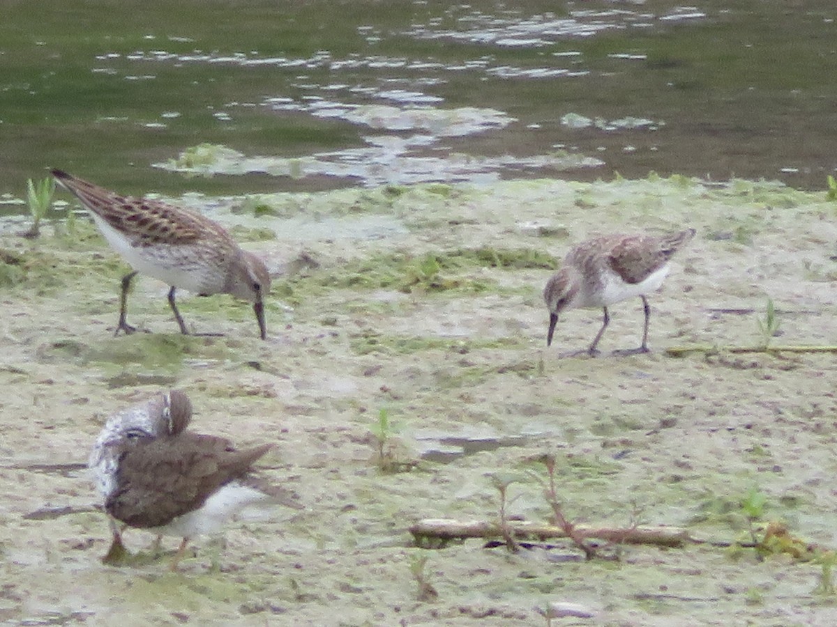 White-rumped Sandpiper - ML619011500