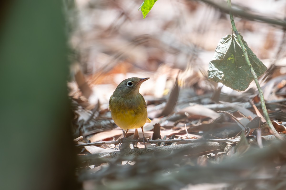 Connecticut Warbler - ML619011516