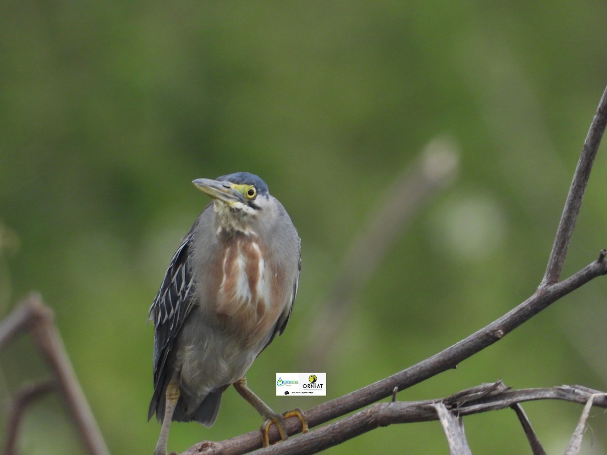 Striated Heron - Pablo Cesar Lagares Ortega