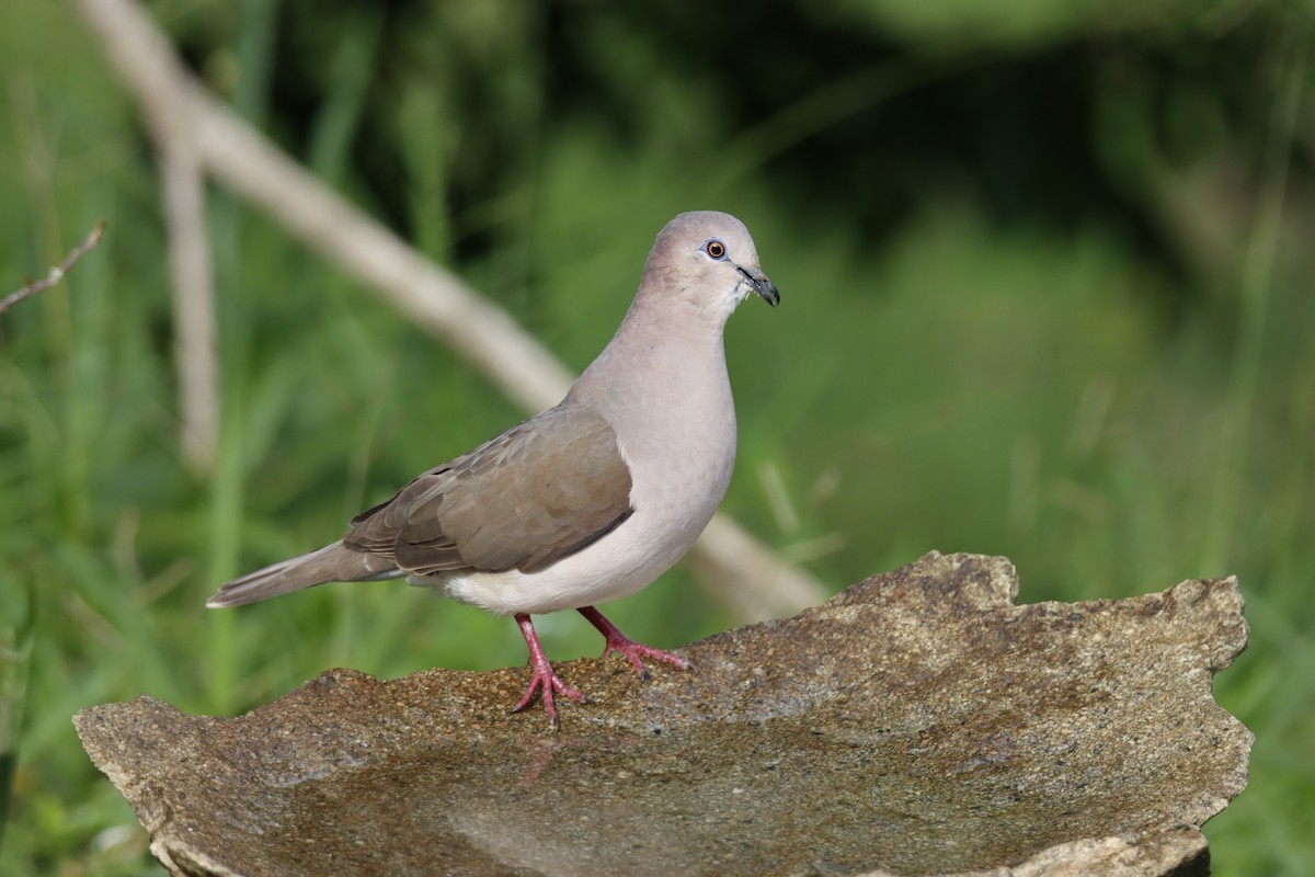 White-tipped Dove - ML619011532