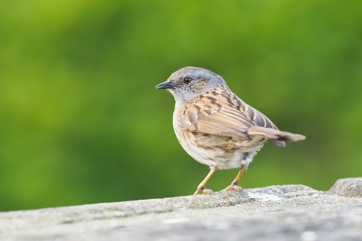 Dunnock - ML619011542