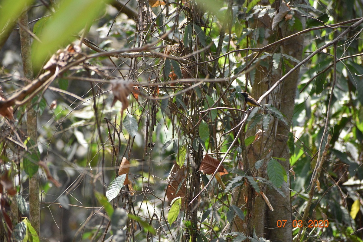 Ornate Sunbird - Hitomi Ward