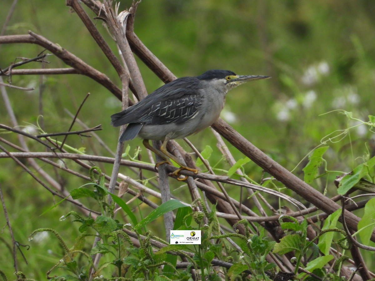 Striated Heron - Pablo Cesar Lagares Ortega