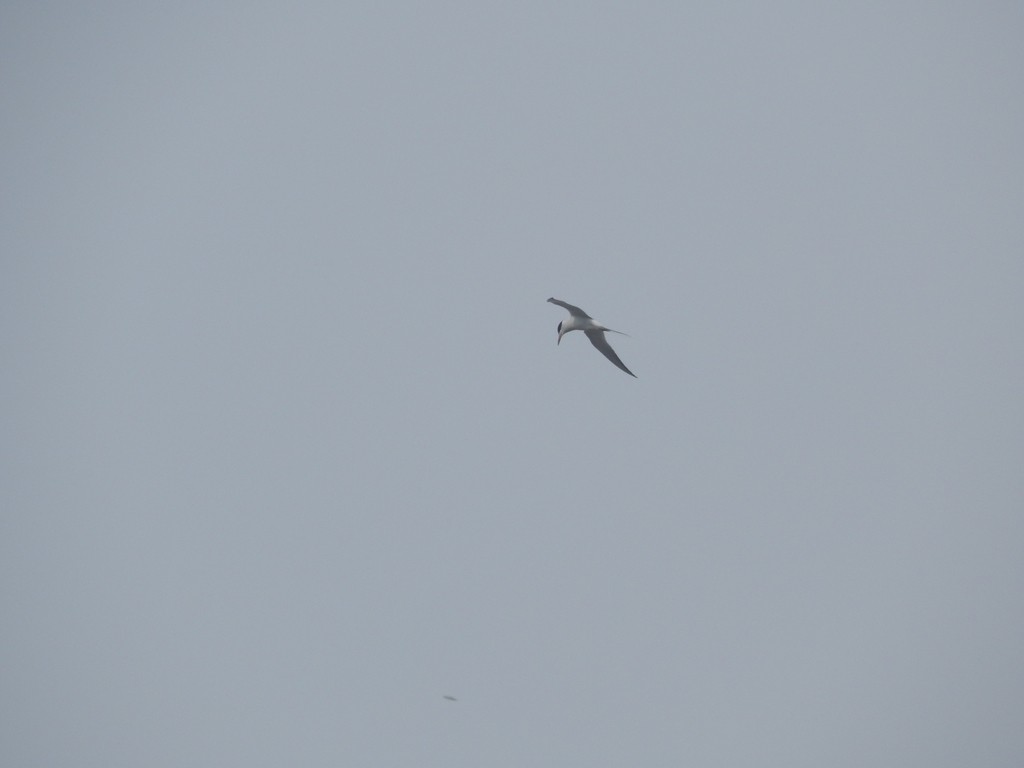 Forster's Tern - Coley Turner