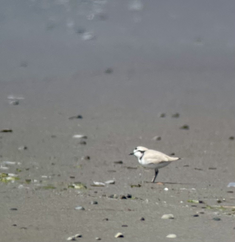 Snowy Plover - ML619011556