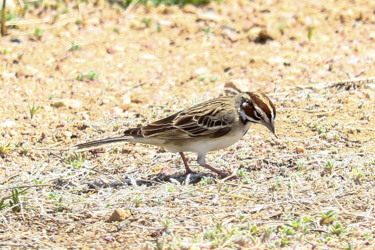 Lark Sparrow - Jerry FlyBird