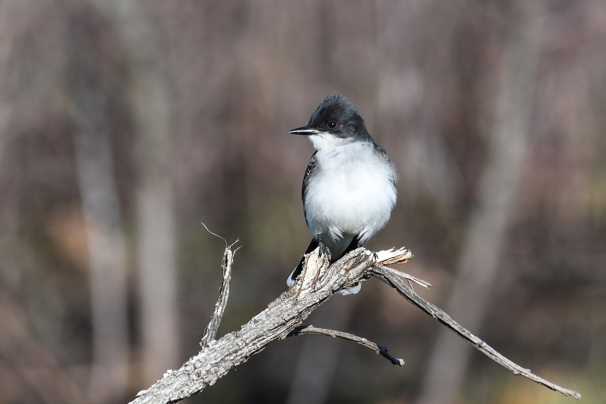 Eastern Kingbird - ML619011571