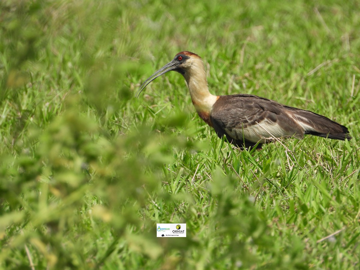ibis bělokřídlý - ML619011582