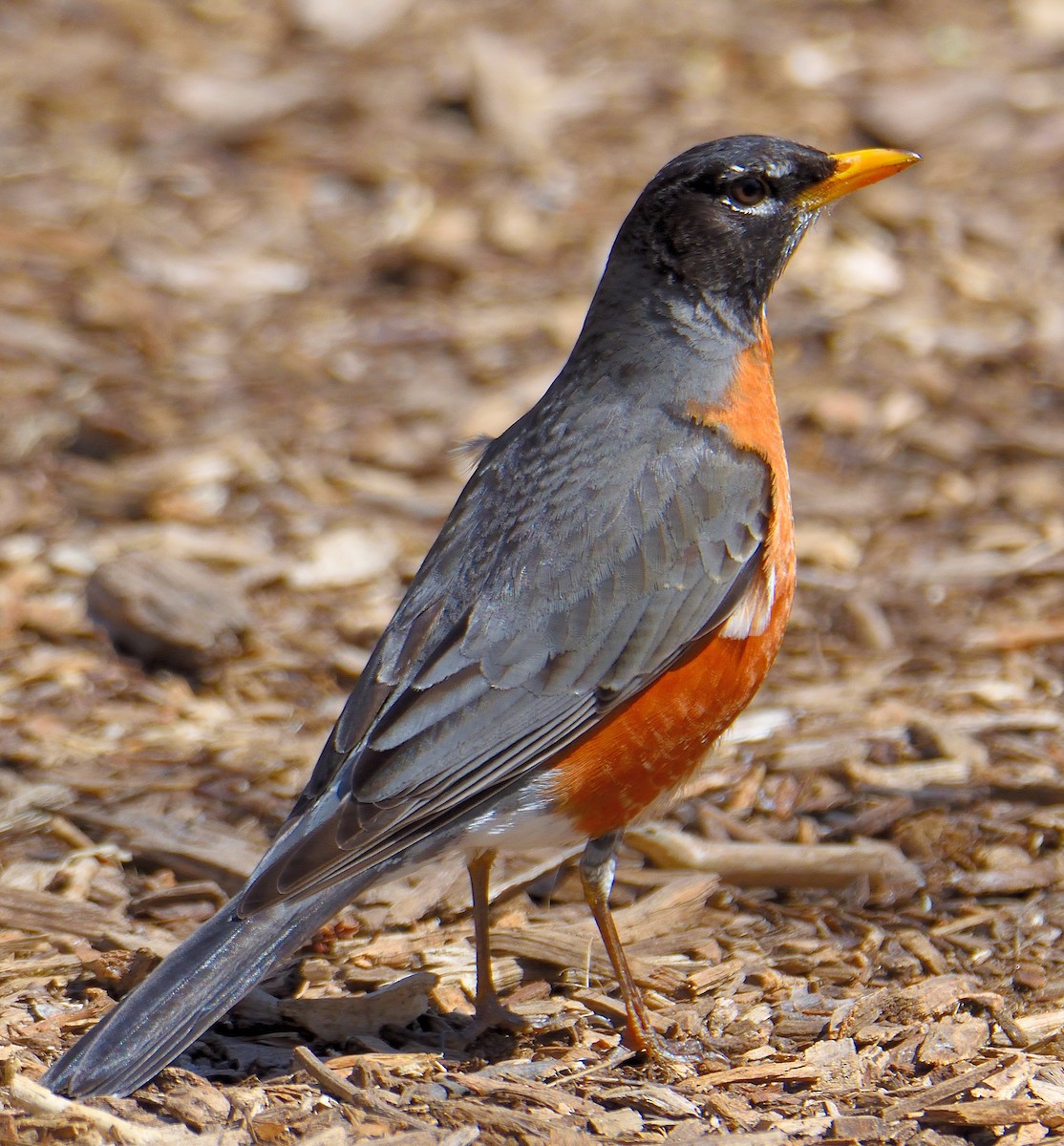 American Robin - ML619011590