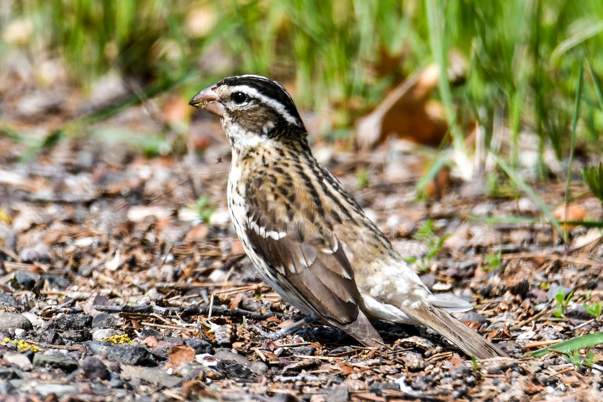 Rose-breasted Grosbeak - ML619011593