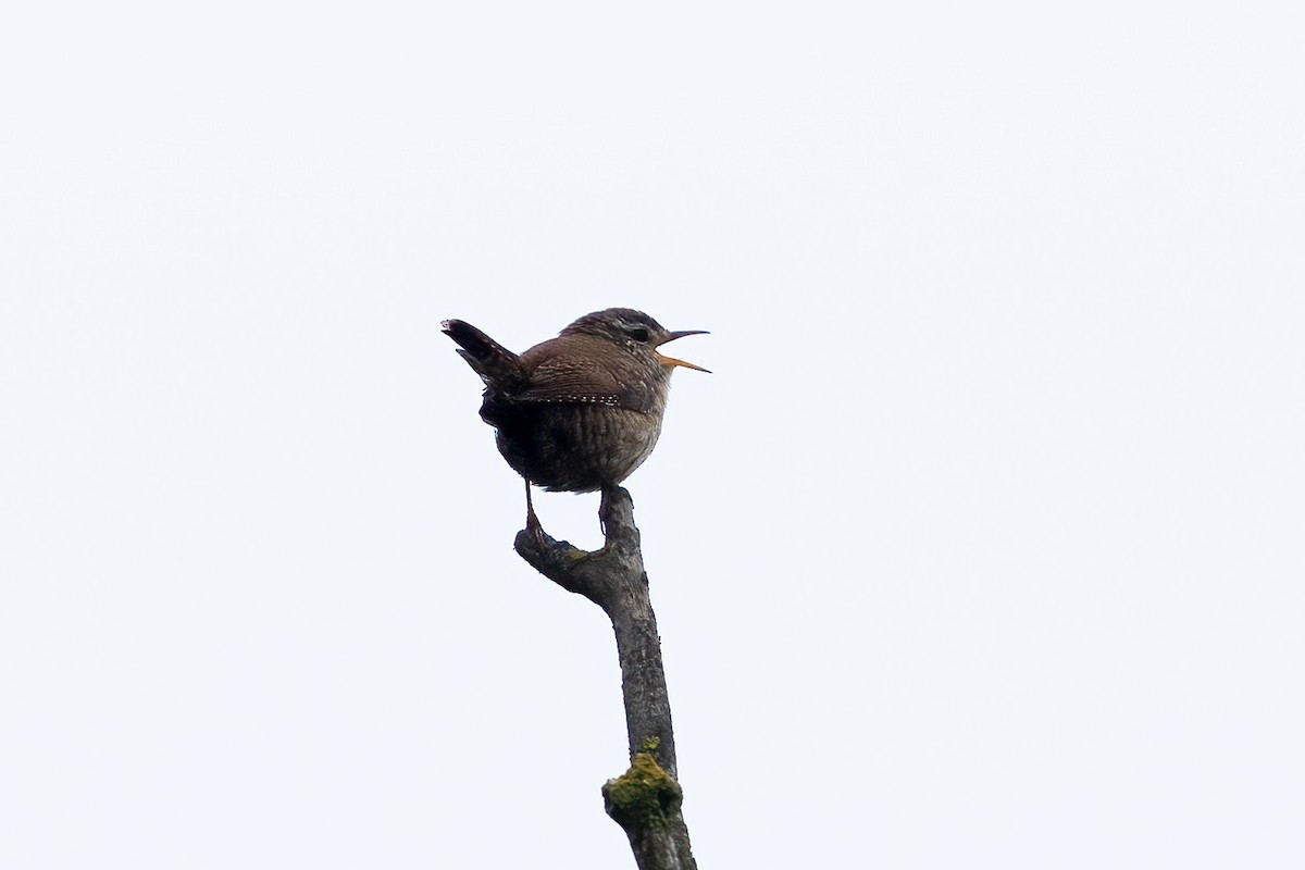 Eurasian Wren - ML619011594