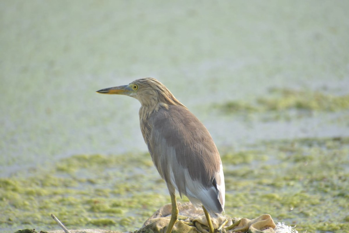 Indian Pond-Heron - ML619011596