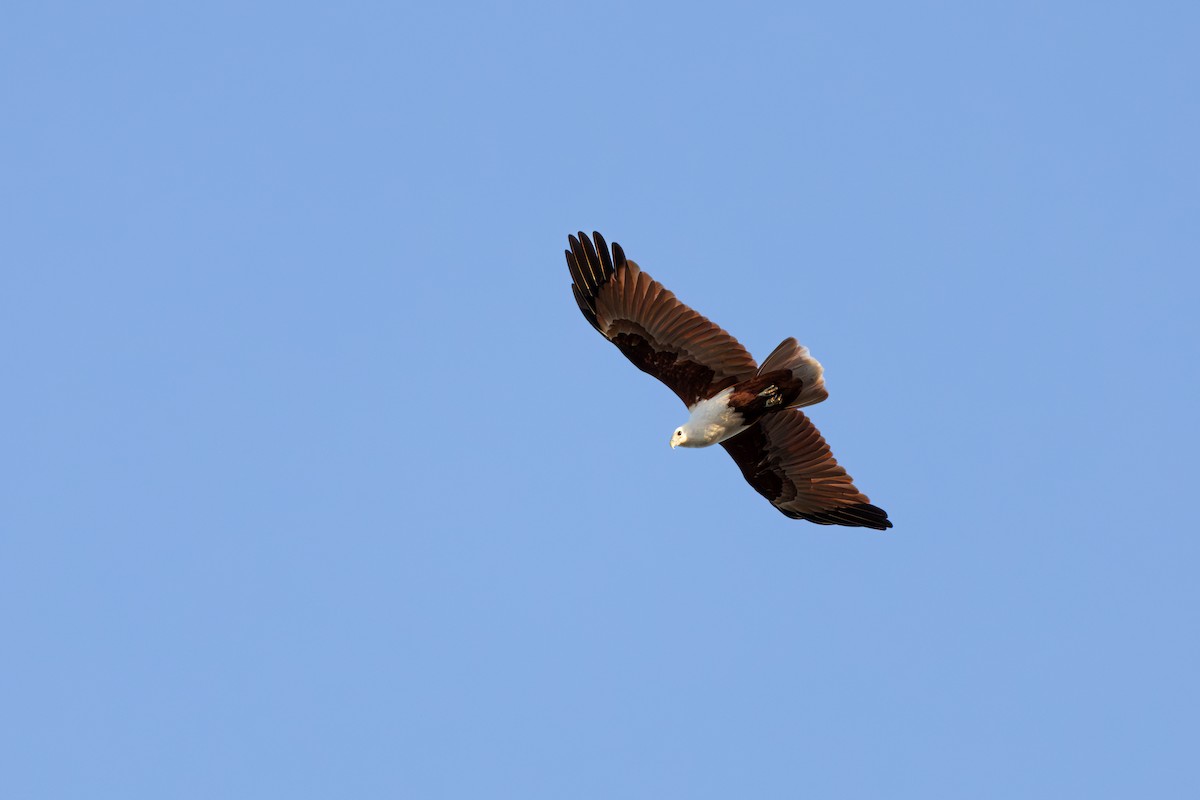 Brahminy Kite - ML619011599