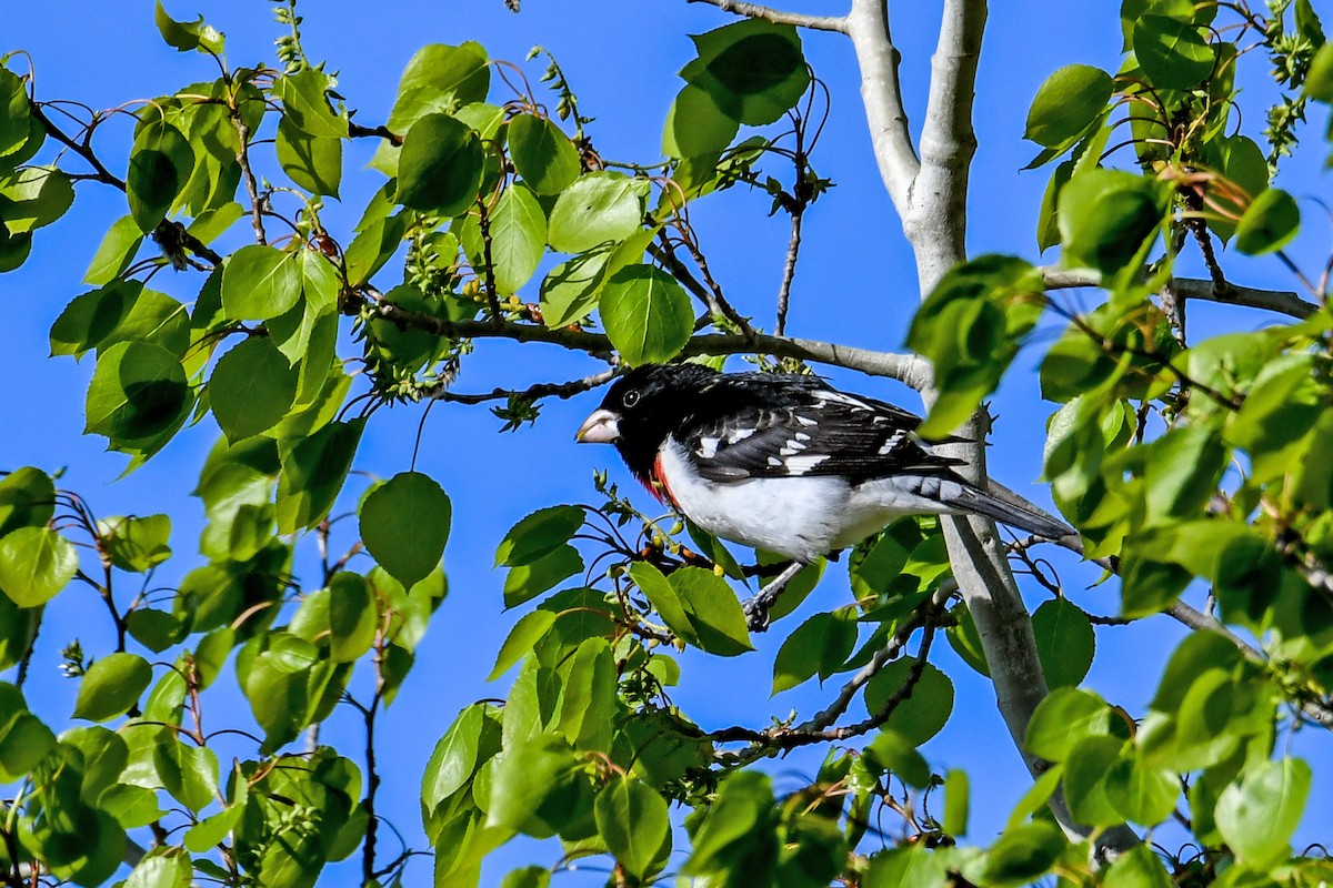 Rose-breasted Grosbeak - ML619011602