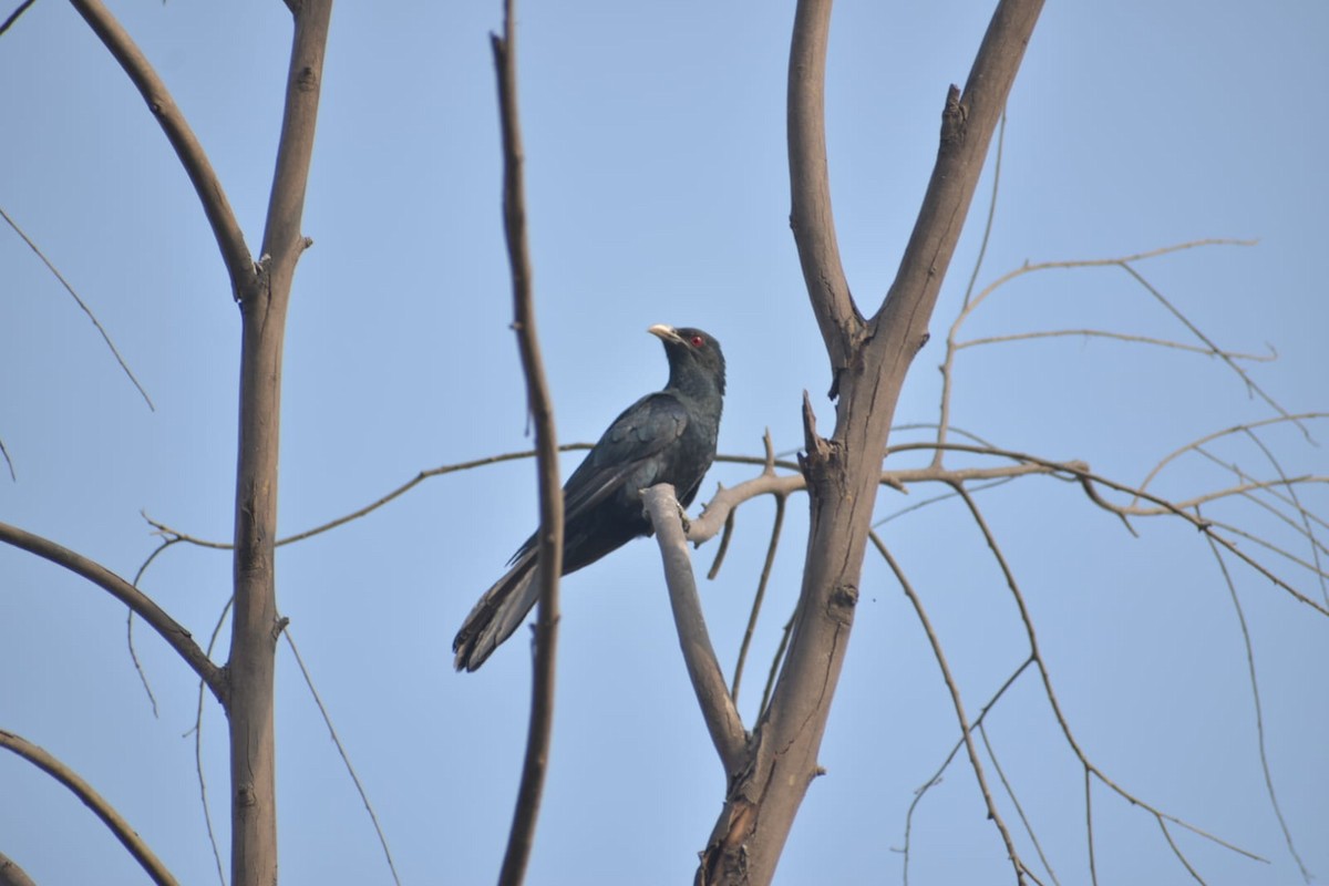 Asian Koel - ML619011605