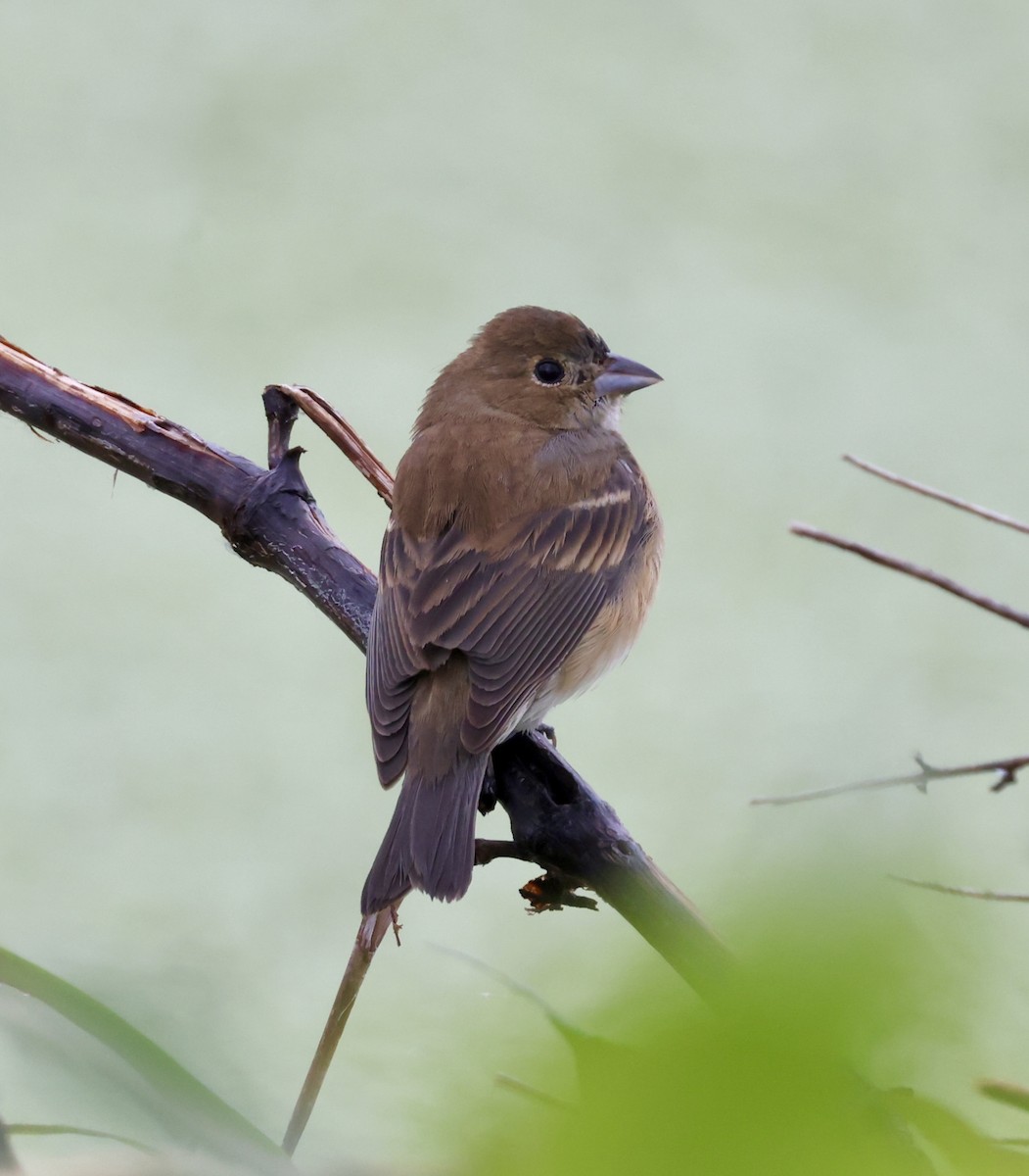 Indigo Bunting - ML619011614