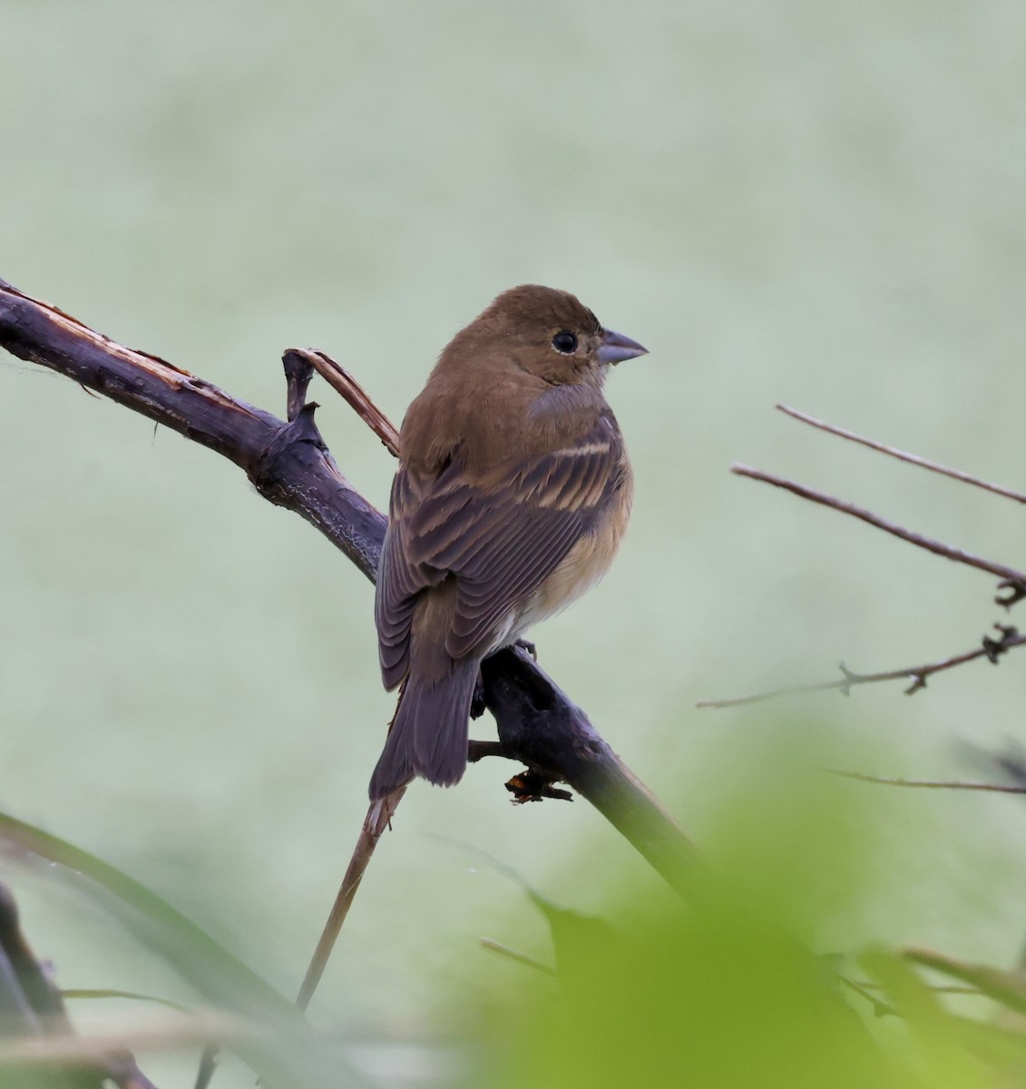 Indigo Bunting - ML619011615