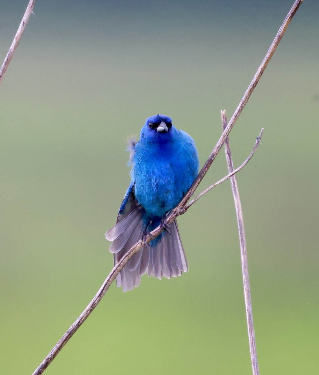 Indigo Bunting - ML619011616